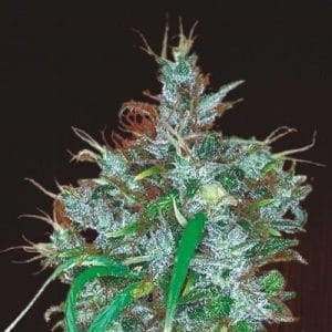 Tall (140cm plus) – Psychedelic – Super Strength – Panama Haze strain – image 1 – from Ace Seed bank via Seed City
