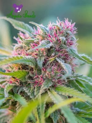 Panama Red