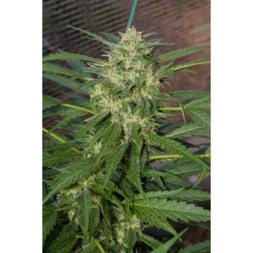 showing Female seeds – Auto-Flowering – Relaxing – image 2 – Seed City