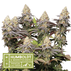 Panty Punch by Seed Stockers – Herbal – Mostly Indica – 12/12 Photoperiod – image 1 – Seed City