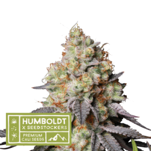 Image 1 of Panty Punch Auto cannabis by Seed Stockers – Herbal – Super Strength – Feminized – Seed City