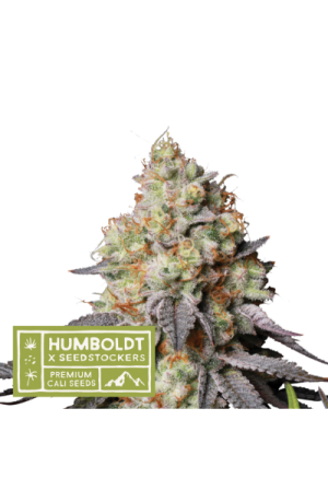 Panty Punch Auto