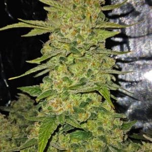 Image 1 of Papaya Cookies Auto cannabis by FastBuds – Fruity – Super Strength – Auto-Flowering – Seed City