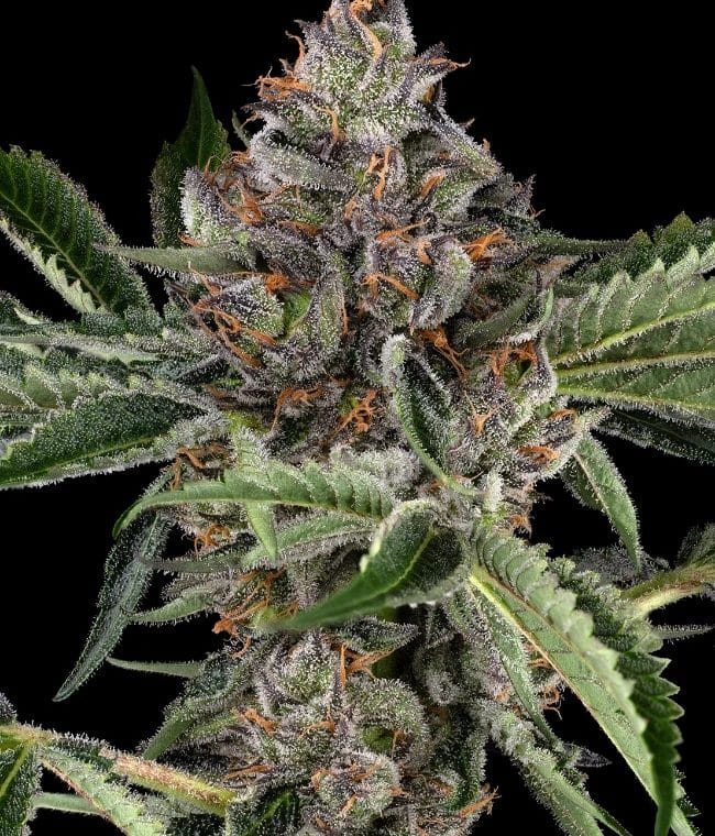 Papaya Jealousy cannabis seeds – Earthy – Short (up to 80cm) – Feminized – image 1 from Seed City