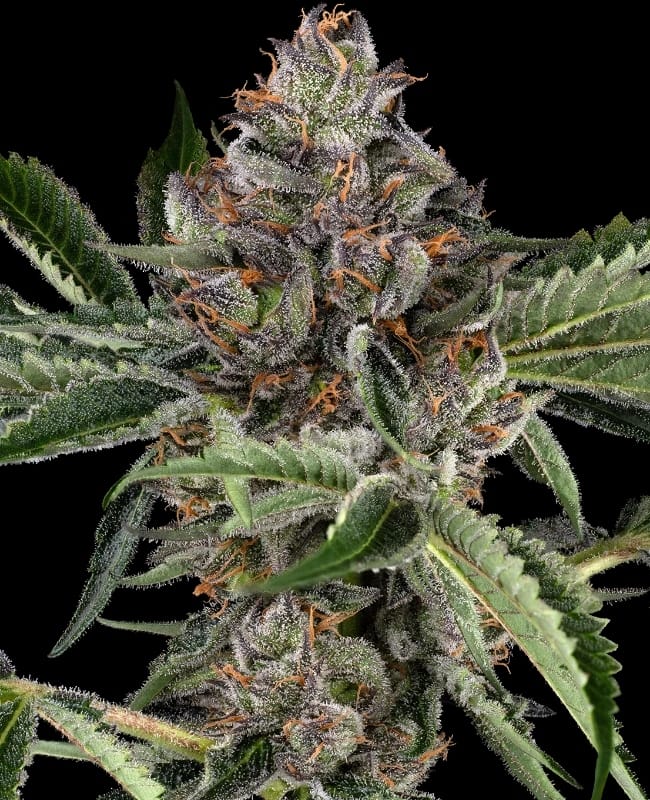 Papaya Jealousy cannabis seeds – Earthy – Short (up to 80cm) – Feminized – image 1 from Seed City