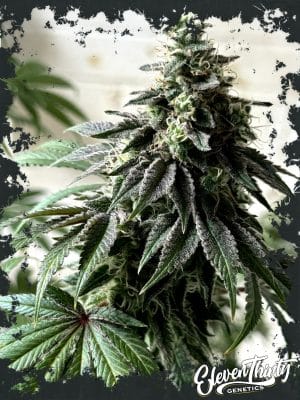 Papaya Krush