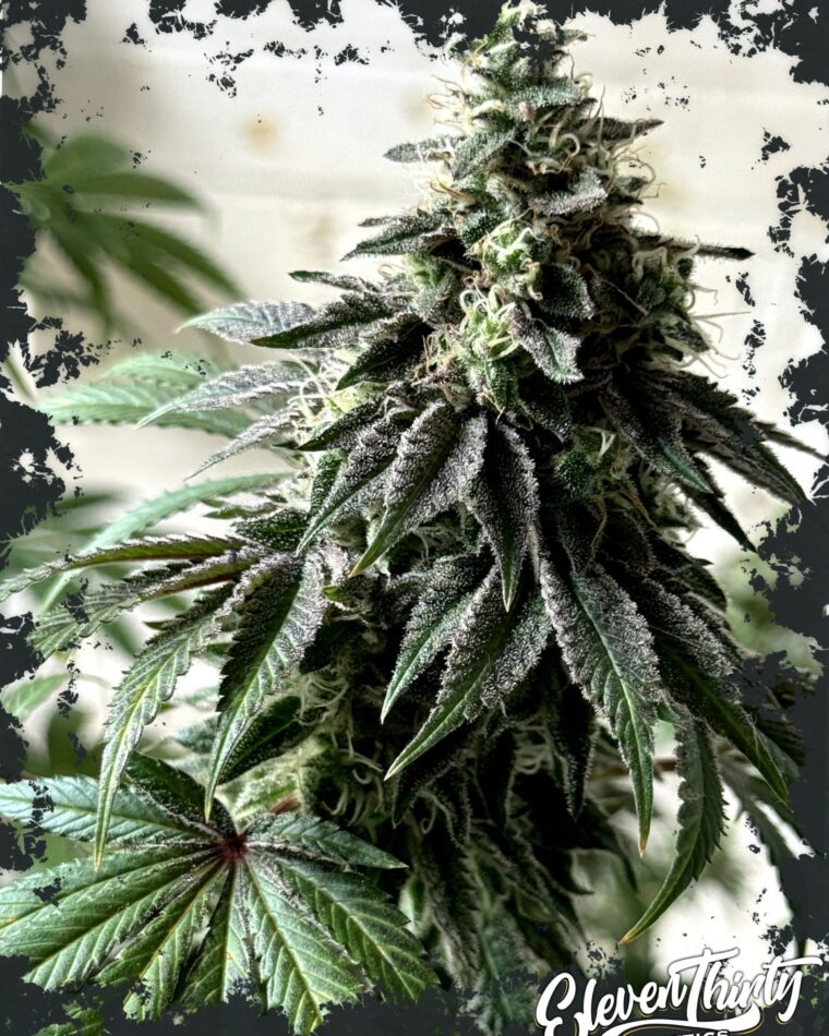 Papaya Krush by ElevenThirty Genetics – 12/12 Photoperiod – High Yielding – Feminized – image 1 – Seed City