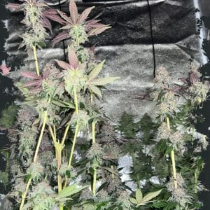 Papaya Krush Auto cannabis seeds – Fruity – Mostly Indica – High Yielding – image 1 from Seed City