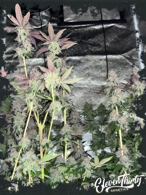 Papaya Krush Auto
