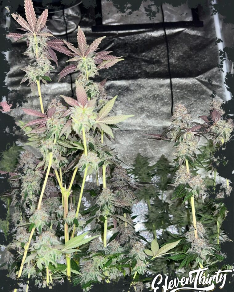 Papaya Krush Auto cannabis seeds – Fruity – Mostly Indica – High Yielding – image 1 from Seed City