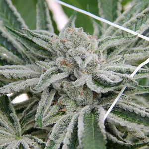 Papaya Razzlez