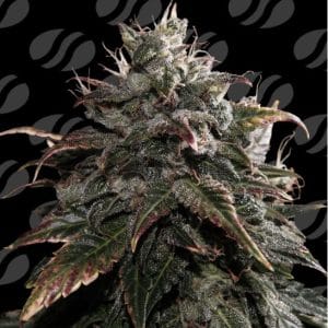 Papaya Stank cannabis seeds – High Yielding – Suited for indoor growing – Body Stone – image 1 from Seed City