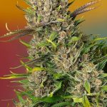 Image 1 of Papaya Zoap Auto cannabis by Sweet Seeds – Fruity – Short (up to 80cm) – Indica Dominant – Seed City