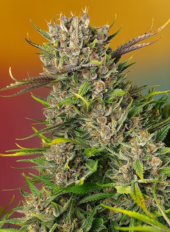 Image 1 of Papaya Zoap Auto cannabis by Sweet Seeds – Fruity – Short (up to 80cm) – Indica Dominant – Seed City