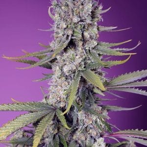 Image 1 of Papaya Zoap F1 Fast Version cannabis by Sweet Seeds – 12/12 Photoperiod – Creative – Outdoor – Seed City