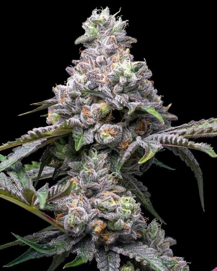 Papaya x Hollywood cannabis seeds – Fruity – 12/12 Photoperiod – Guaranteed female plants – image 1 from Seed City