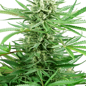 Papi Chulo OG by Sensi Research Seeds – Lemon – Good for outdoor grow – Large yield – image 1 – Seed City