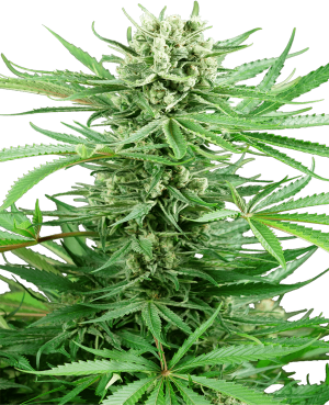 Papi Chulo OG
