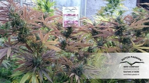 showing Feminized – 12/12 Photoperiod – Outdoor cultivation – image 6 – Seed City