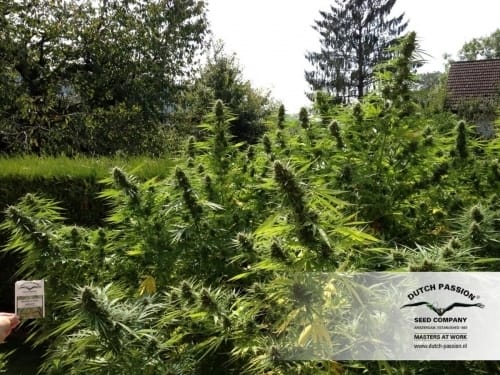 Passion #1 from Dutch Passion Seeds
