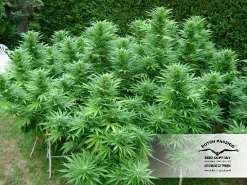 Passion #1 cannabis seeds – Outdoor cultivation – 12/12 Photoperiod – Citrus – image 15 from Seed City