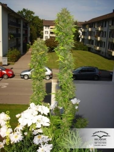 Image 16 of Passion #1 cannabis by Dutch Passion Seeds – Outdoor cultivation – Feminized – Indica – Seed City