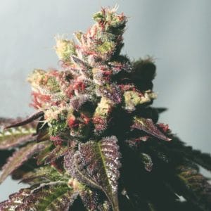 Passion Berry