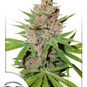 Passion Fruit cannabis seeds – 12/12 Photoperiod – 50% Indica/50% Sativa – Greenhouse – image 1 from Seed City