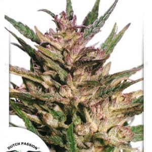 Passion #1 from Dutch Passion Seeds