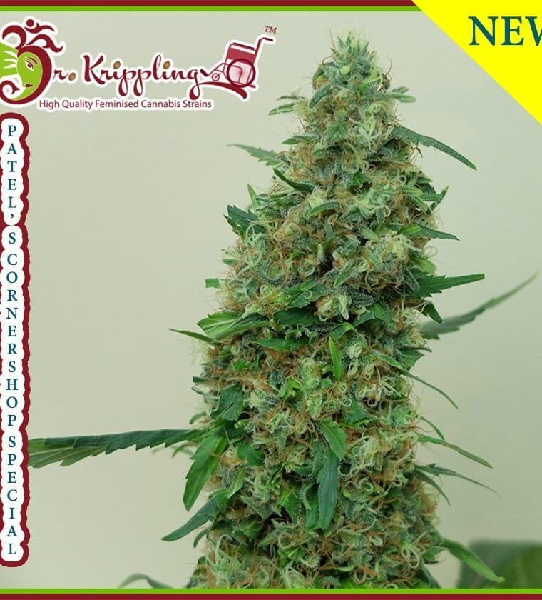 Patel's Cornershop Surprise cannabis seeds – Spicy – 12/12 Photoperiod – Middle of October – image 1 from Seed City