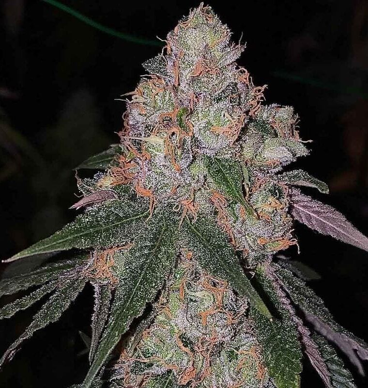 Image 1 of Patrón cannabis by The Plug Seedbank – Indoor-friendly – Female seeds – 12/12 Photoperiod – Seed City