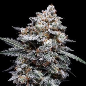 Patrick Swayze Autoflowering cannabis – image 1 – Seed City