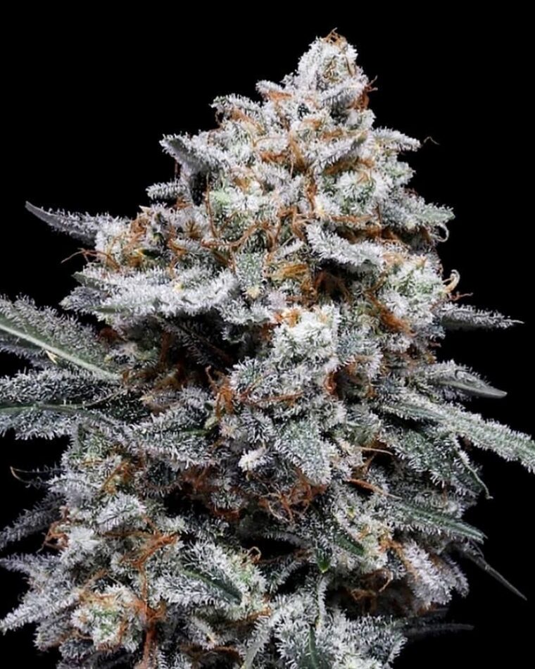 Patrick Swayze Autoflowering cannabis – image 1 – Seed City