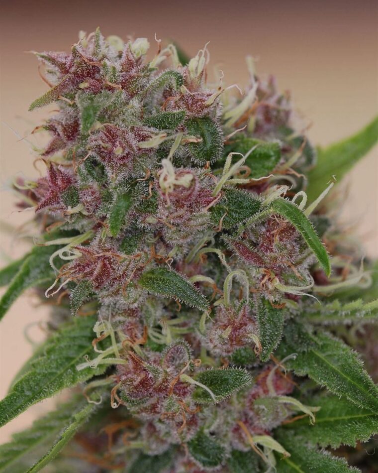 Image 1 of Peace Train cannabis by Subcools The Dank – 12/12 Photoperiod – Lemon – Regular – Seed City