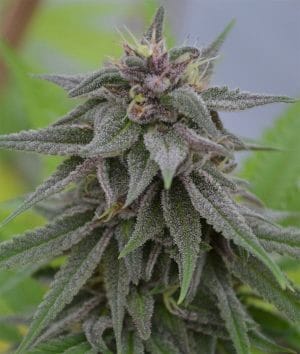 Peach Candy