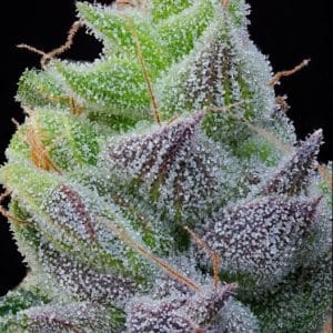 Image 1 of Peach Limeade cannabis by Grounded Genetics – 12/12 Photoperiod – High Yielding – Female seeds – Seed City