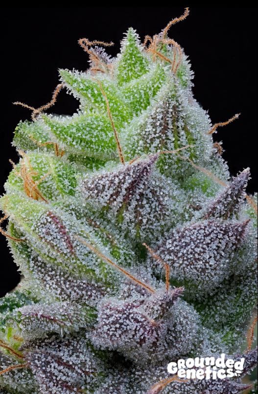 Image 1 of Peach Limeade cannabis by Grounded Genetics – 12/12 Photoperiod – High Yielding – Female seeds – Seed City
