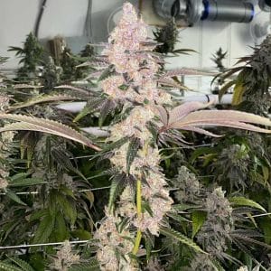 Regular – 12/12 Photoperiod – Indoor – Peaches N' Kush strain – image 1 – from Fidels Seed Co via Seed City