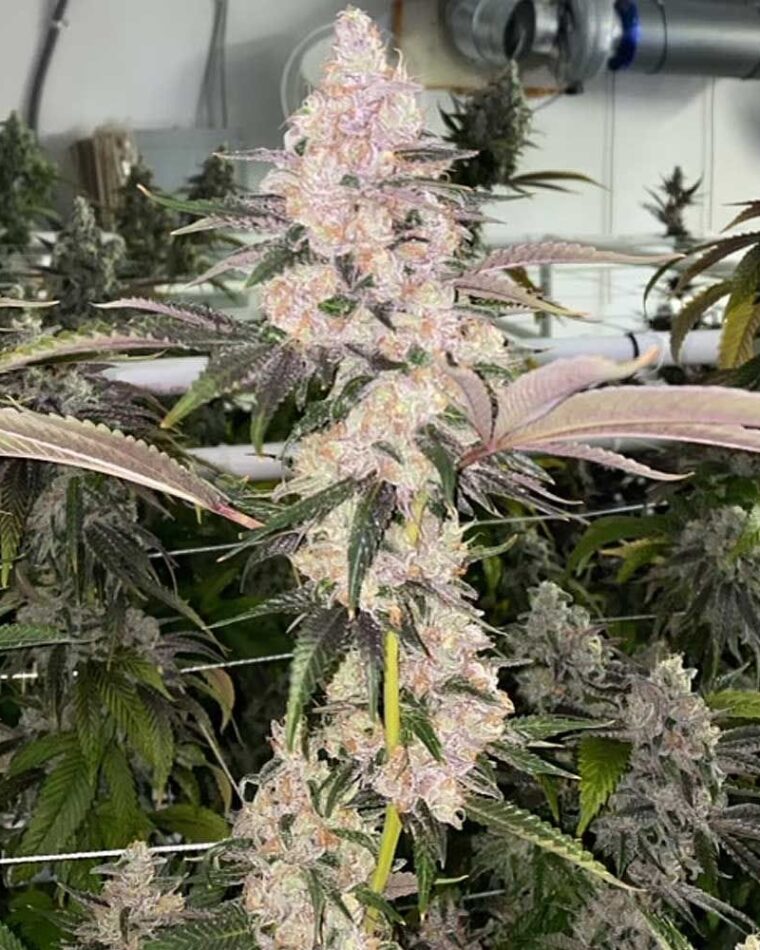 Regular – 12/12 Photoperiod – Indoor – Peaches N' Kush strain – image 1 – from Fidels Seed Co via Seed City