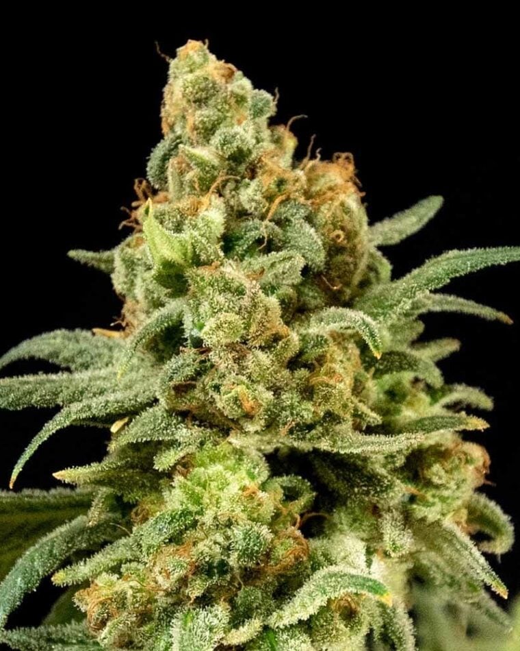 Peaches 'N' Cheese by House of the Great Gardener – Fruity – 12/12 Photoperiod – Mostly Indica – image 1 – Seed City