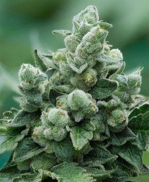 Peanut Butter Breath