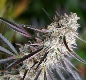Peanut Butter Breath Fast
