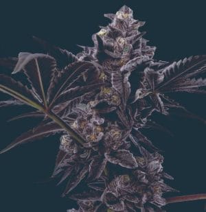 Peanut Butter Breath
