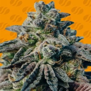 Peanut Butter OGKB cannabis seeds – Indoor – Nutty – Uplifting – image 1 from Seed City