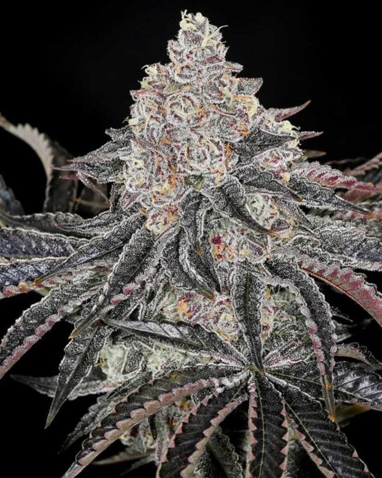 Permafunk from Compound Genetics