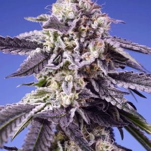 Happy – Super Strength – Woodsy – Permanent Jealousy XL Auto strain – image 1 – from Sweet Seeds via Seed City