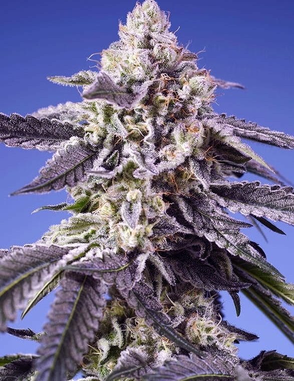 Happy – Super Strength – Woodsy – Permanent Jealousy XL Auto strain – image 1 – from Sweet Seeds via Seed City