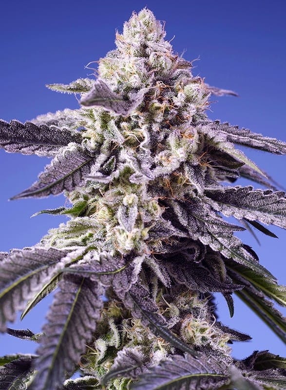 Happy – Super Strength – Woodsy – Permanent Jealousy XL Auto strain – image 1 – from Sweet Seeds via Seed City