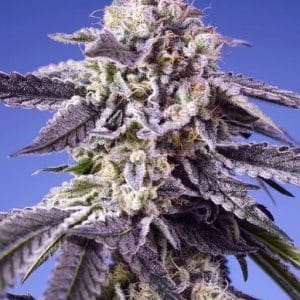Permanent Jealousy Auto by Seed City Bulk Cannabis Seeds – Earthy – Happy – Auto-Flowering – image 1 – Seed City