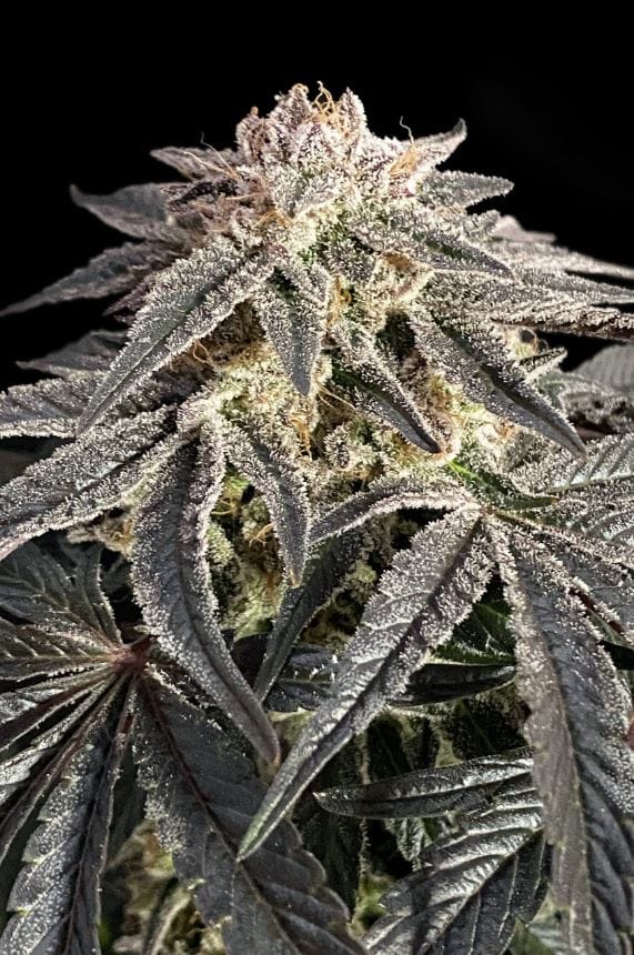 Permanent Marker by Advanced Seeds – Suited for indoor growing – Tall (140cm plus) – High Yielding – image 1 – Seed City